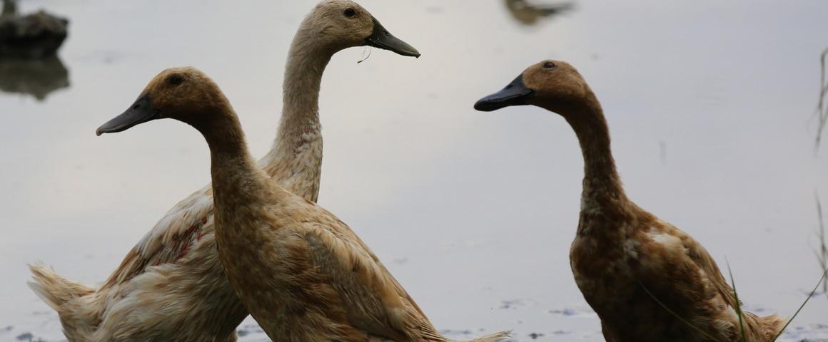 Élevage de canards dans une rizière en Indonésie © A. Rival, Cirad